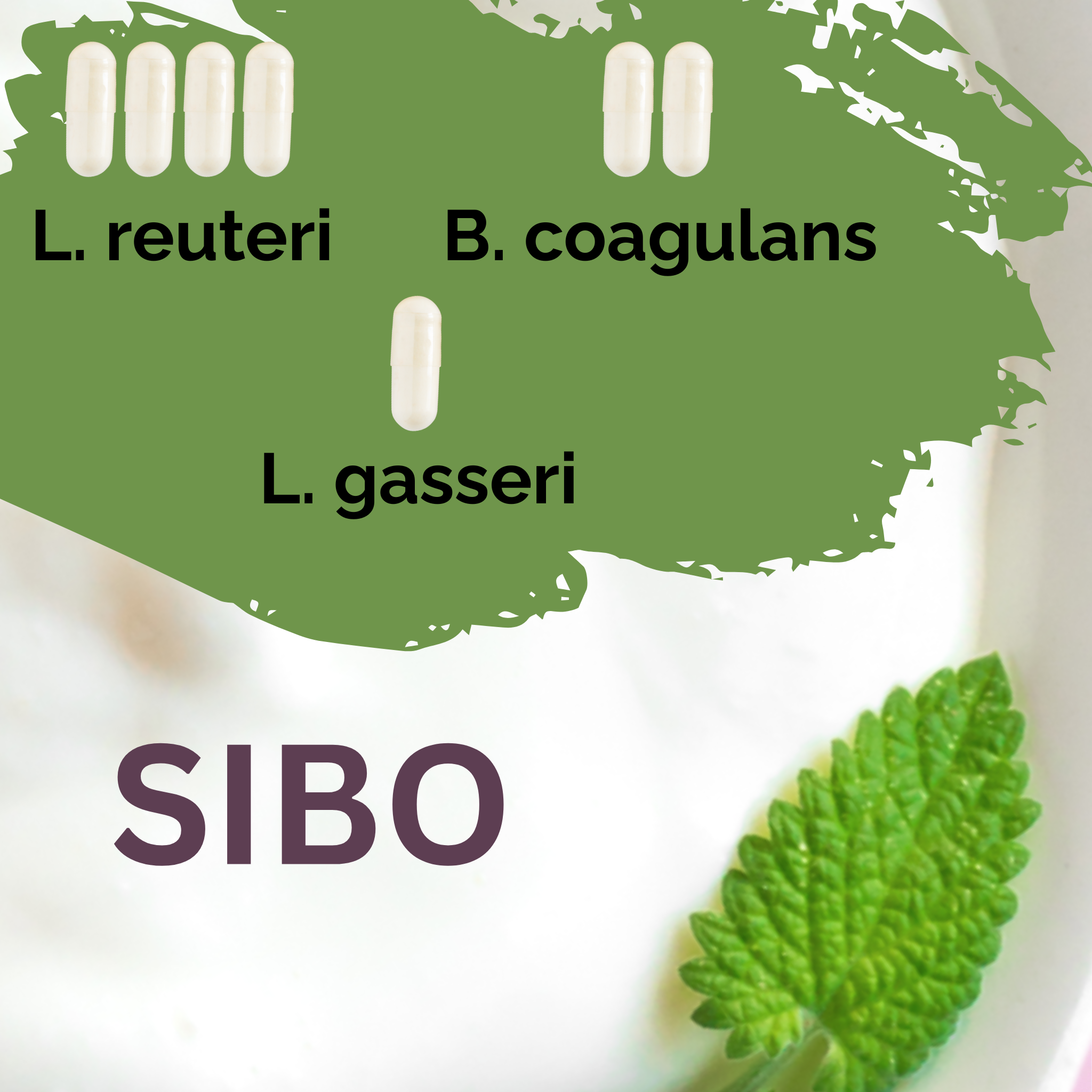 L. reuteri + B. coagulans + L. gasseri | 요구르트 스타터 세트 | SIBO | 스타터 배양균 | 3개입 세트