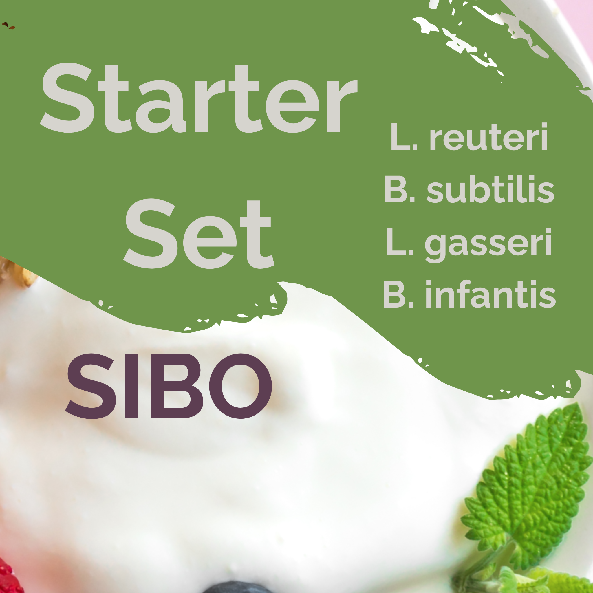 L. reuteri + B. subtilis + L. gasseri + B. infantis | 요구르트 스타터 세트 | SIBO 안정 | 스타터 배양균 | 3개입 세트